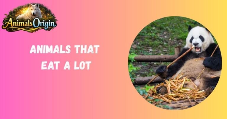 Animals That Eat A Lot