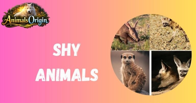 shy animals