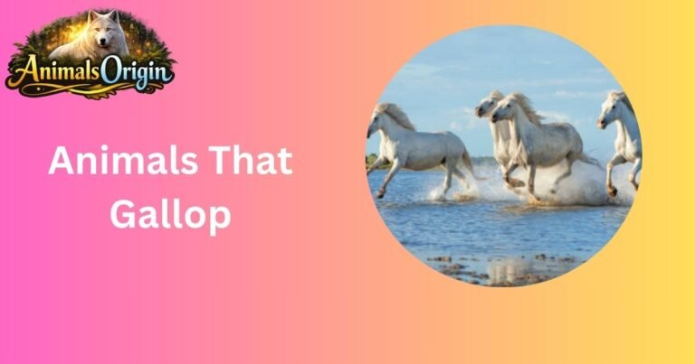 Animals That Gallop
