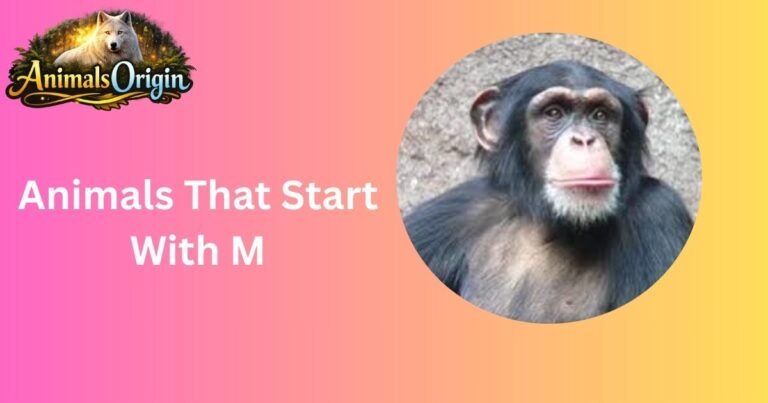 Animals That Start With M
