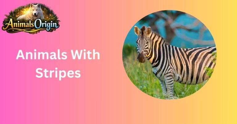 Animals With Stripes
