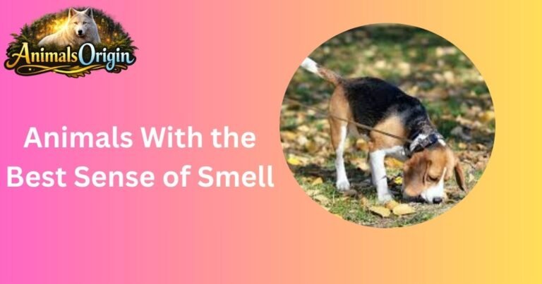 Animals With the Best Sense of Smell