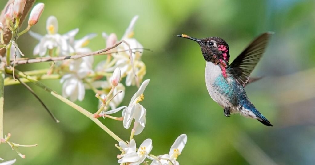 Bee Hummingbird