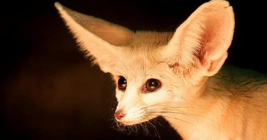 Big Ears Help Animals Survive