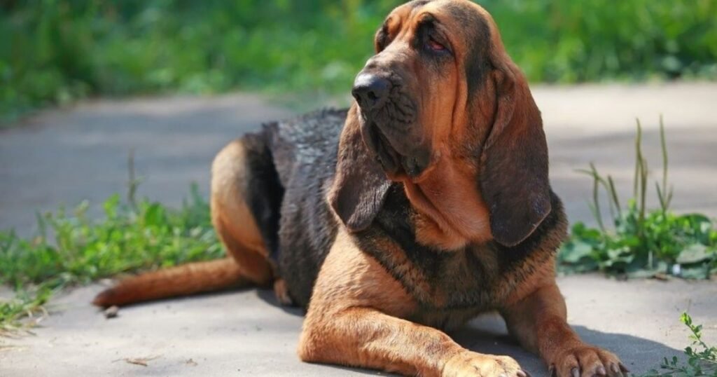Bloodhounds