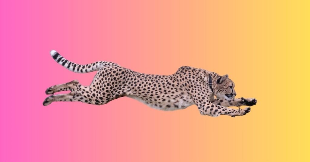 Cheetah