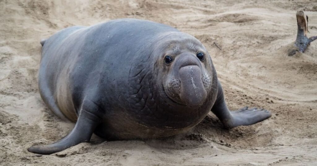 Elephant Seal