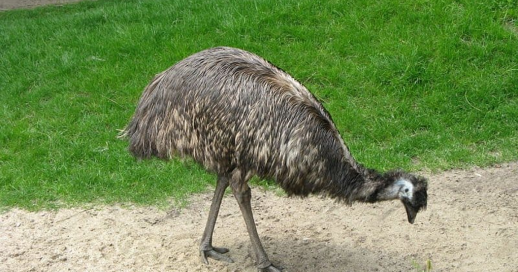 Emu (Dromaius novaehollandiae)