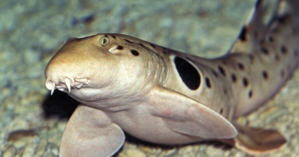 Evolution of Fear and Why Humans Fear Scary Animals