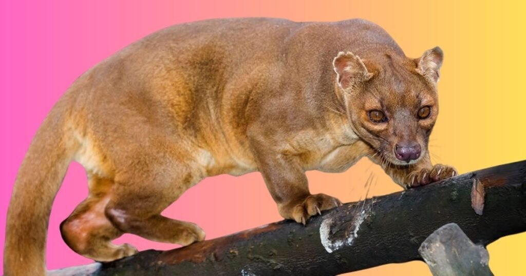 Fossa