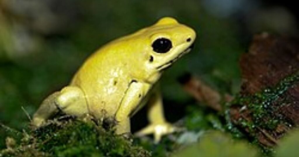 Golden Poison Dart Frog