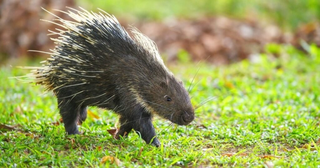 Habitats of Rare Animals Beginning With U