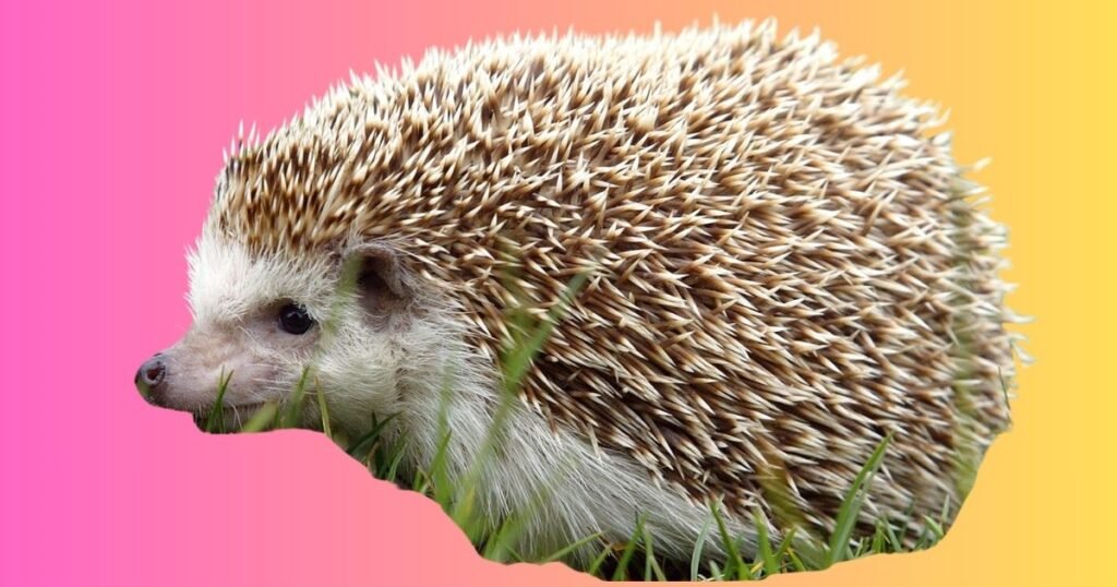  Hedgehogs