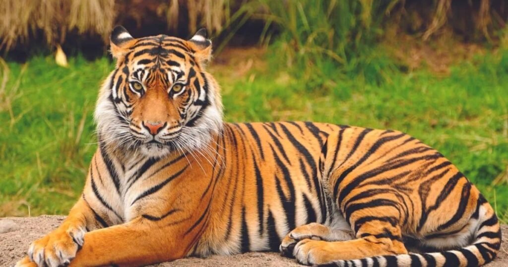 How Stripes Help Survival