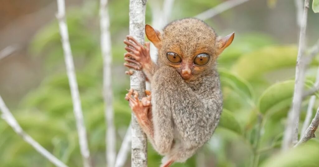 Importance of Weird Animals