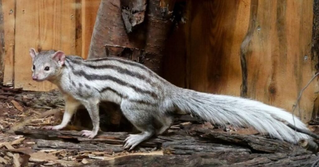 Interesting Facts About Striped Animals