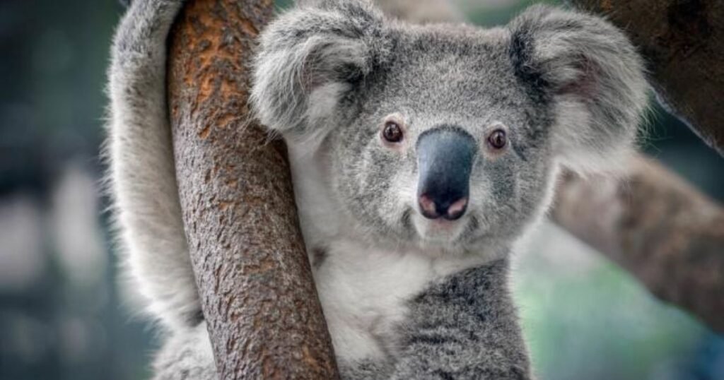 Koalas