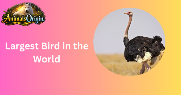 Largest Bird in the World
