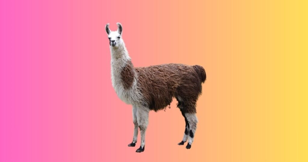 Llamas