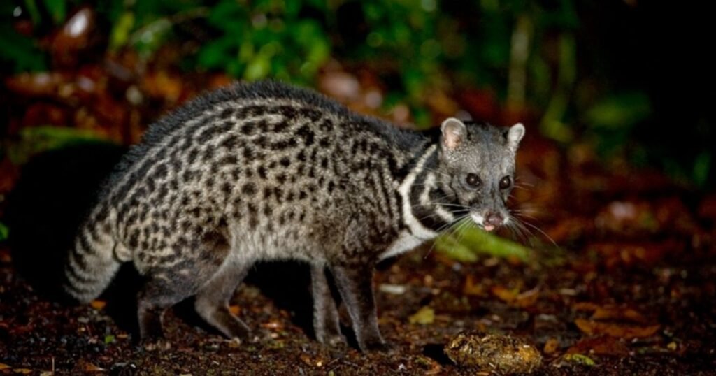 Malayan Civet
