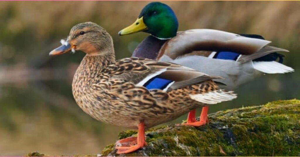 Mallard