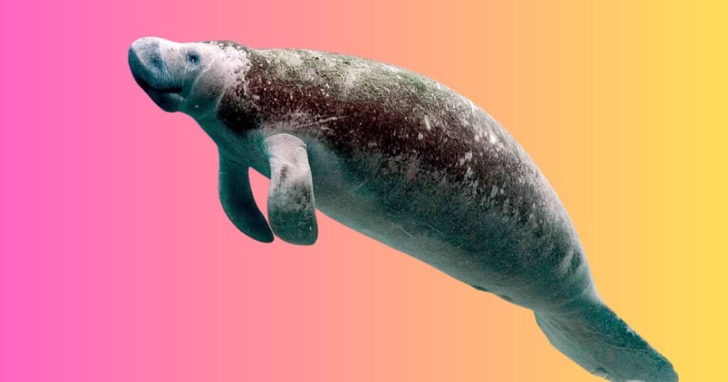 Manatees..