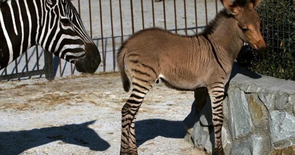 Problems Faced by Hybrid Animals