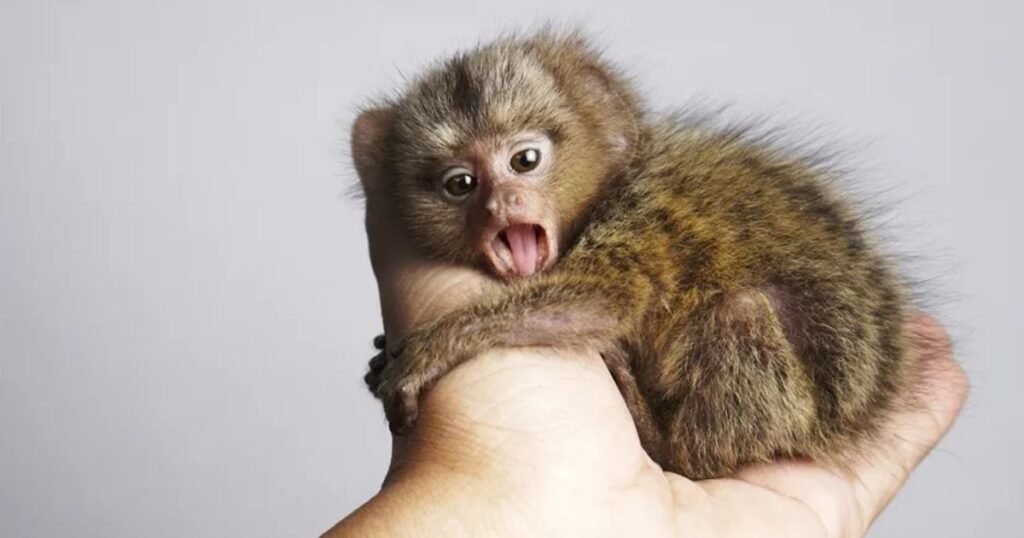 Pygmy Marmoset