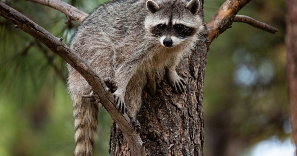 Raccoon