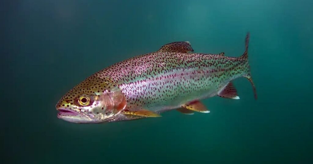 Rainbow Trout