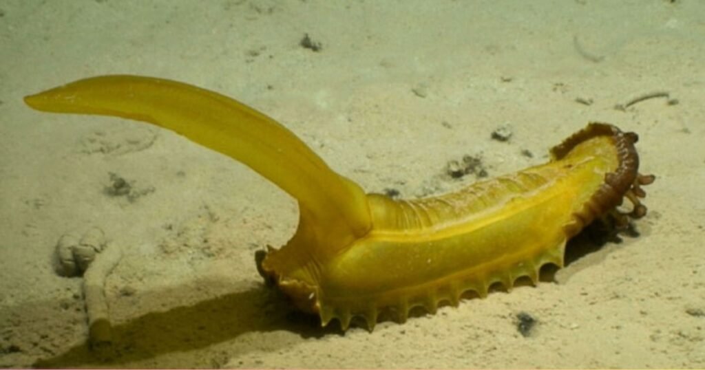 Sea Cucumbers