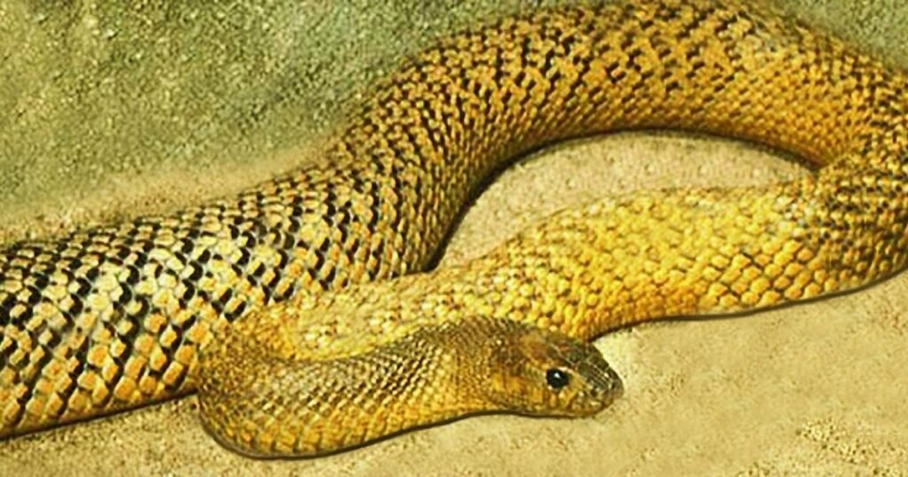 Size and Colour of the Inland Taipan