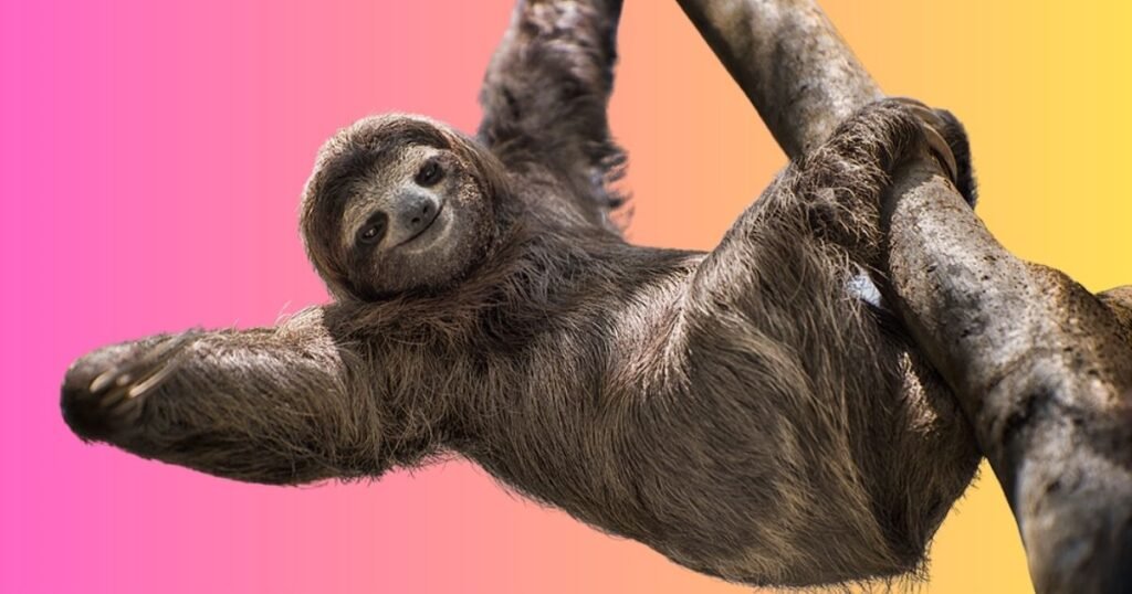 Sloth