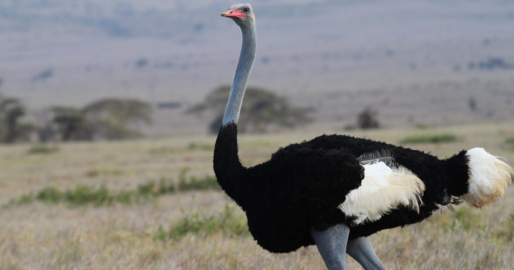 Somali Ostrich