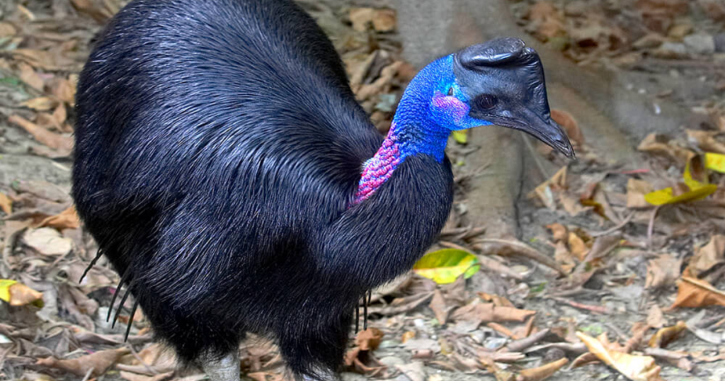 Southern Cassowary
