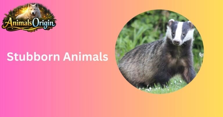 Stubborn Animals