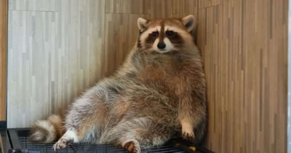 The Cutest Fat Animals Around the World