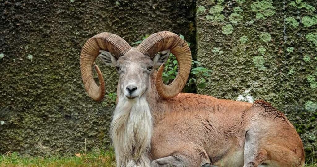 Urial