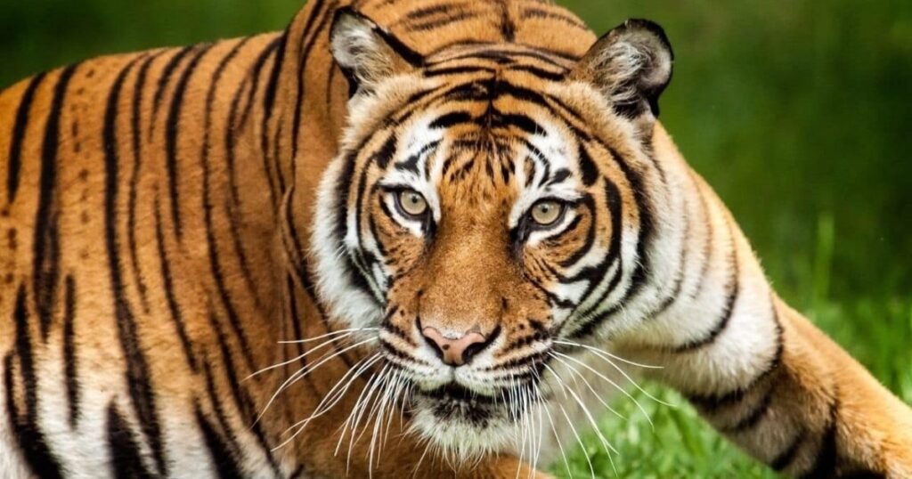 What Animals Start With M?