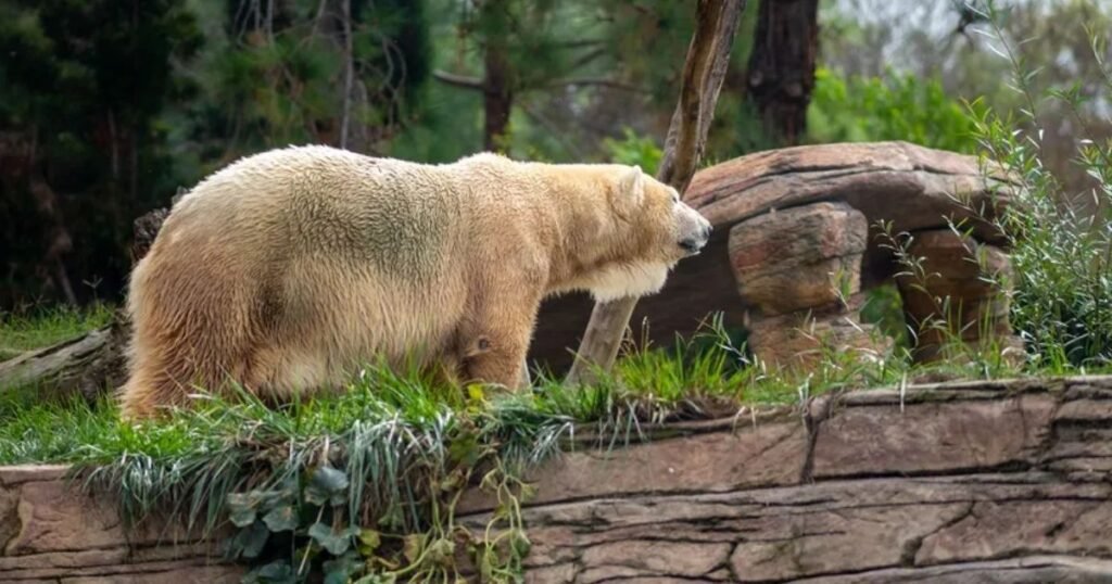 What Are Hybrid Animals?