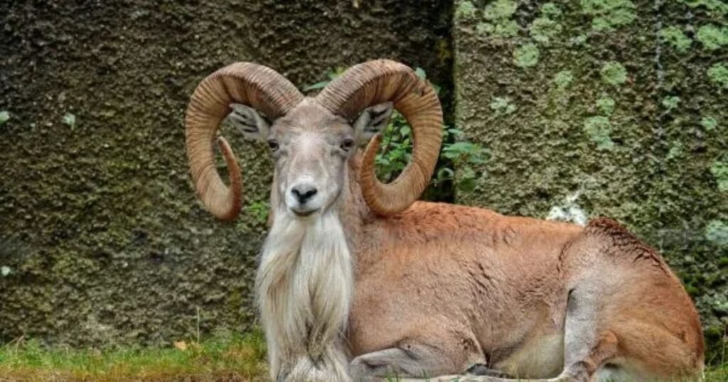 What Are Some Animals That Start With U?