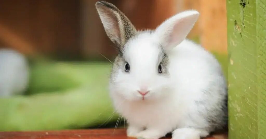 What Are Some Popular Animals That Start With R