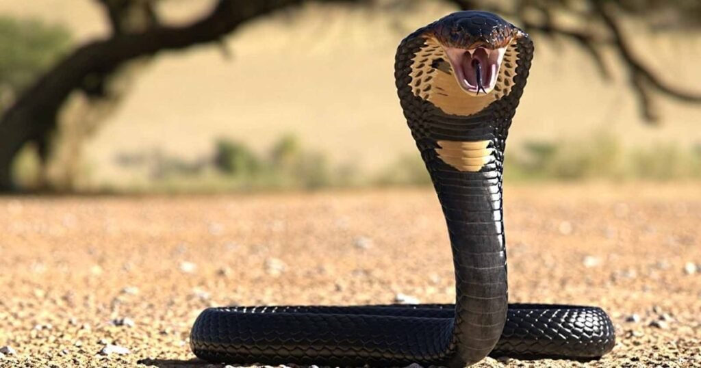 What Is the Most Venomous Snake in the World?