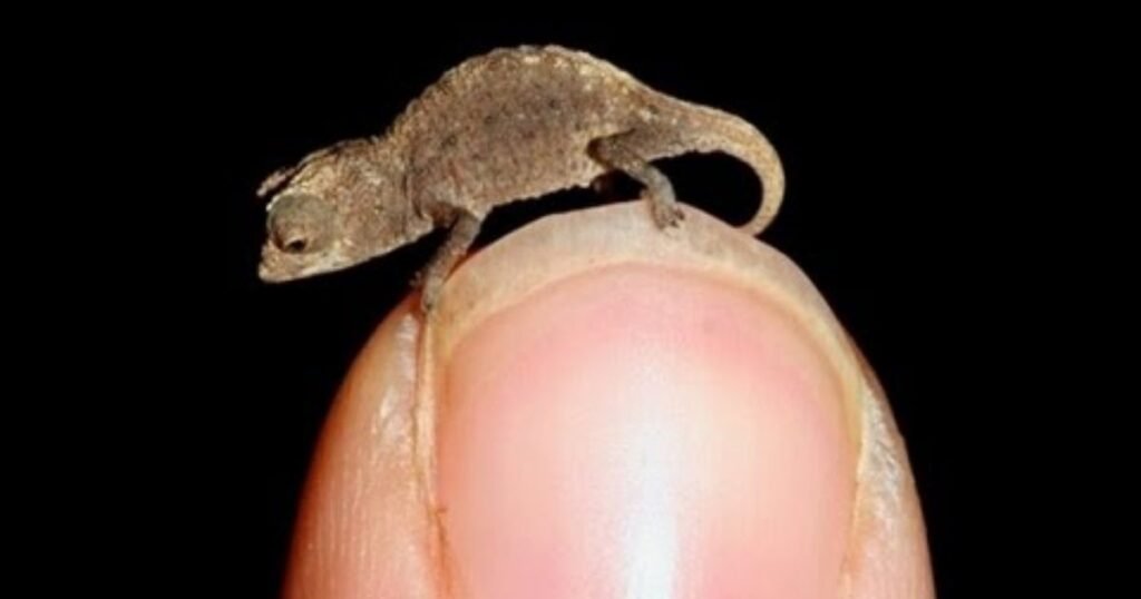 What Is the Smallest Animal in the World?