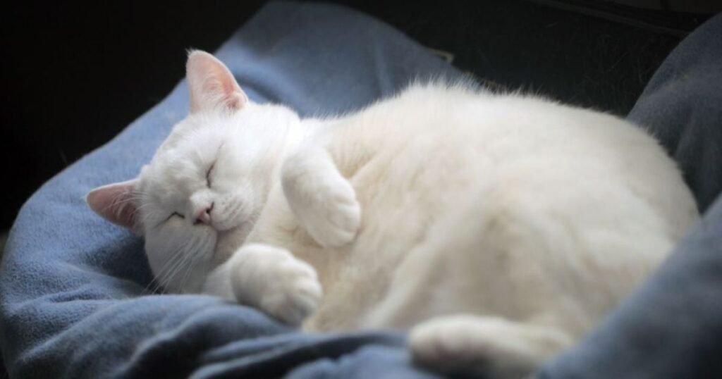 What Makes Some Animals So Fat?