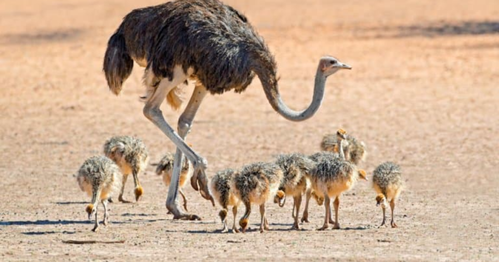 What Makes a Bird One of the Largest in the World?