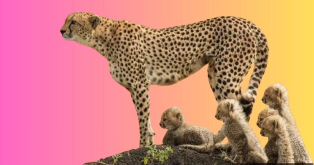 What Makes an Animal Energetic?