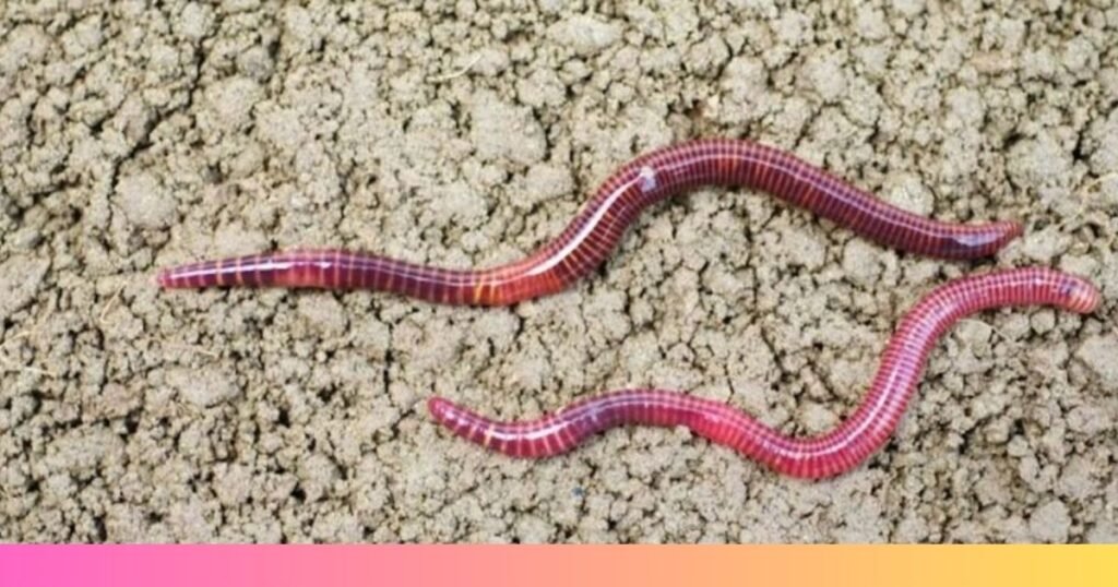 What Makes an Animal Physically Weak?