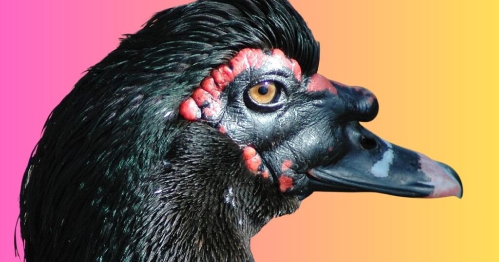 What Makes an Animal “Ugly”?