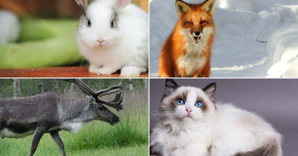 Where Live Animals That Start With R